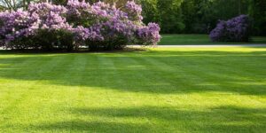 Robot de tonte pour une pelouse jusqu'à 2000 M2